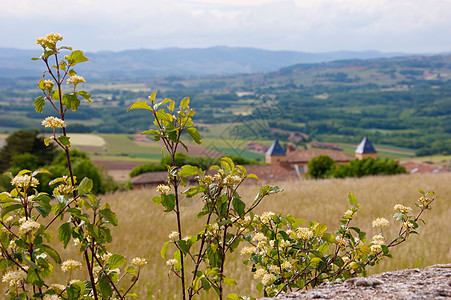 Beaujolais 银石计划贵族藤蔓葡萄园水果团体集团食物葡萄干农业图片