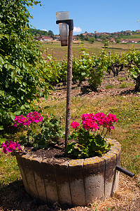Beaujolais 银石食物贵族计划葡萄园葡萄干水果团体藤蔓集团农业图片