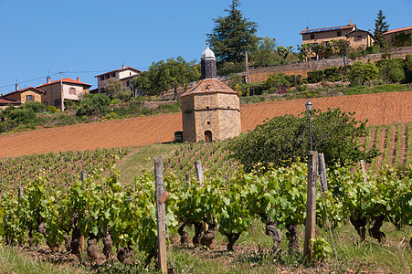 Beaujolais 银石集团农业贵族水果藤蔓团体归档计划葡萄园食物图片