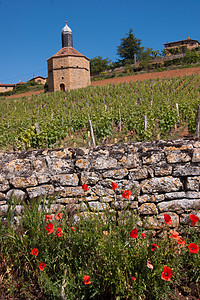 Beaujolais 银石葡萄园团体藤蔓计划农业归档贵族水果食物日记图片