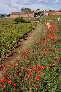 Beaujolais 银石水果农业葡萄园团体计划葡萄干藤蔓食物日记集团图片