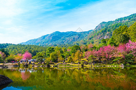 泰国清迈的樱花花花朵开花蜡质红斑天空木头传奇土井植物痤疮季节樱花图片