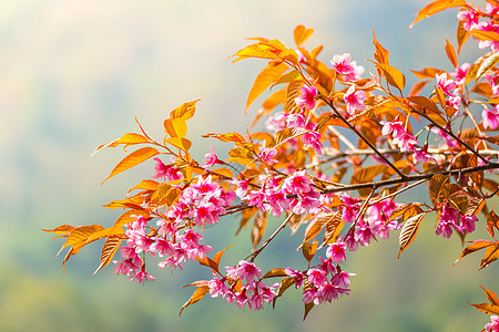 泰国清迈的樱花花花朵开花天空蜡质花园樱花寺庙旅行植物土井季节蓝色图片