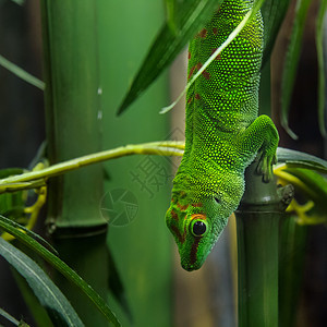 马达加斯加日(Day Gecko)图片