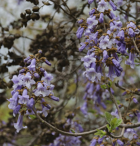 鲜花树枝Jacaranda树的多彩景色图片