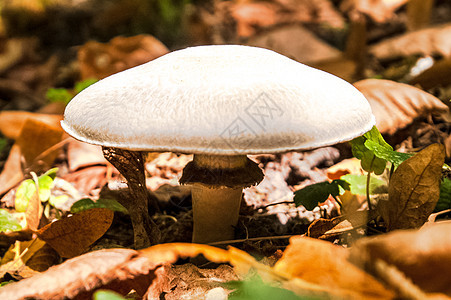 白森林蘑菇季节植物群植物学太阳荒野毒菌宏观生长殖民地植物图片