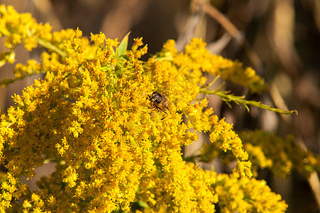 黄花蜜蜂太阳工人季节蜂蜜荒野翅膀花园野生动物宏观花粉图片