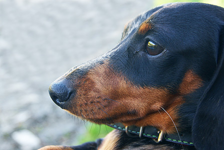 Dachshund 肖像特写图片