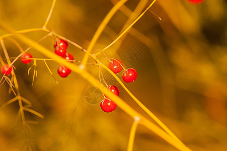 野生红莓蓝色覆盆子自然宏观小吃枝条天空植物木头衬套图片