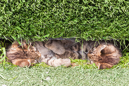 青草中的猫宠物兽医虎斑小猫绿色猫咪毛皮条纹草地姿势图片