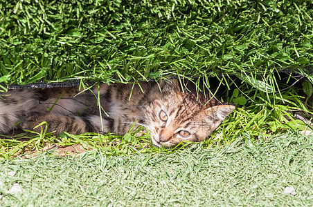 青草中的猫猫咪兽医小猫动物哺乳动物场地宠物绿色草地条纹图片
