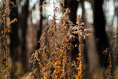 秋林中的干草季节叶子天空太阳森林荒野场地沼泽草地植物群图片