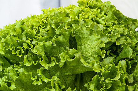 绿色生菜叶营养生物学食物花园叶绿素生产农场叶子植物蔬菜图片