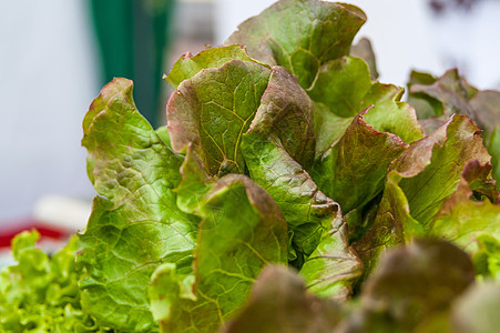 绿色生菜叶沙拉生物学植物叶子农场食品光合作用叶绿素食物生产图片
