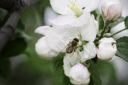 工作蜜蜂熊蜂水果植物叶子蜂蜜花瓣野花宏观花蜜剥皮图片