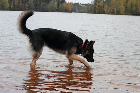 德国牧羊犬在湖中树木反射森林海滩女性潜水图片