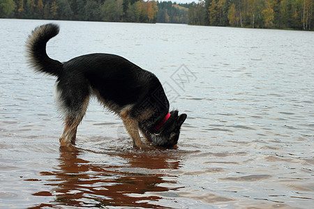 德国牧羊犬在湖中反射树木森林潜水女性海滩图片