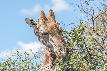 富兰克林自然保护区的法拉菲城市荒野阳光晴天哺乳动物动物群动物舌头野生动物状态图片