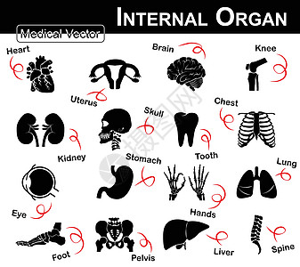 内部器官图标 心脏 子宫 子宫 大脑 膝盖 肾脏 头骨 颈部 牙齿 胸部 眼睛 胃 手 肺 脚 骨盆 肝脏 脊柱 医学和科学图标图片
