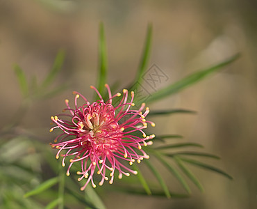 Grevilla物种 澳大利亚野花植物学生长叶子植物植物群居住绿色衬套图片