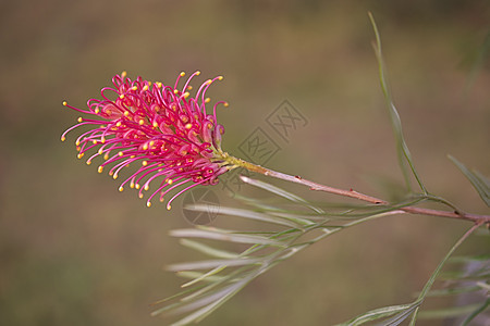 澳大利亚的Grevilla野花雌蕊生长白银花植物群居住花蜜植物学衬套植物蜘蛛花图片
