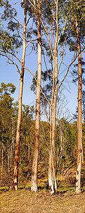 澳大利亚全景大风地貌高金刚树图片