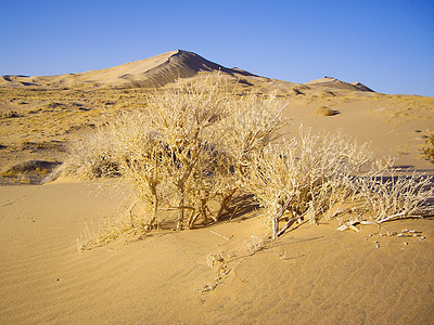 干沙漠植物图片
