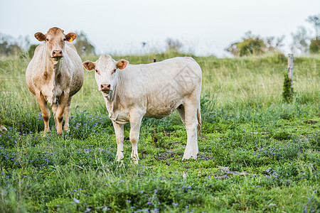 国内的奶牛场地牛肉草地农村农业绿色农场牧场乡村农田图片