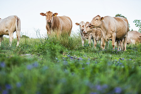 牧场奶牛国内的奶牛哺乳动物农场农业牧场乡村牛肉绿色农田场地草地背景