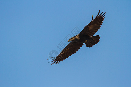 鸟动物群野生动物天空翅膀羽毛鸟类栖息飞行公园荒野图片