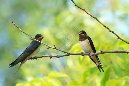 鸟飞行翅膀鸟类学荒野天空鸟类男性栖息森林野生动物背景图片
