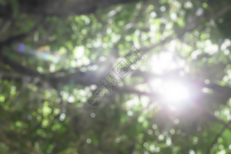 树下发光背景晴天天空草地光束森林阳光桌面植物叶子图片