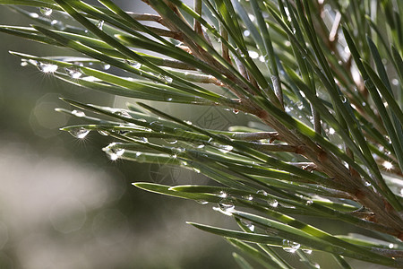 雨后松树植物植被生长宏观水滴光合作用环境阳光森林植物群图片