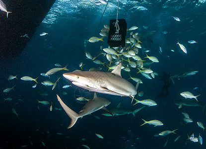 加勒比珊瑚礁鲨鱼运动潜水礁鲨热带海洋捕食者蓝色珊瑚旅行野生动物图片