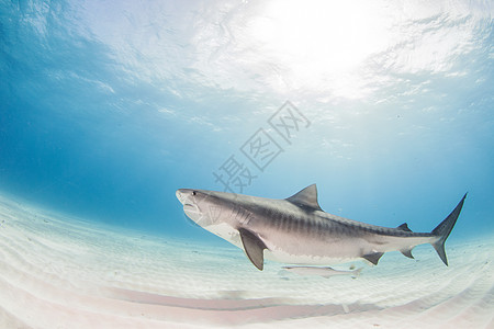 虎鲨动物珊瑚潜水海洋生活危险野生动物捕食者蓝色荒野图片