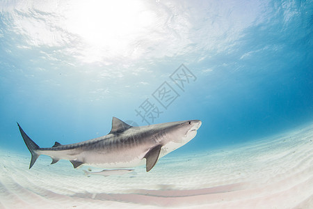 虎鲨生活珊瑚野生动物潜水运动动物捕食者蓝色旅行海洋图片