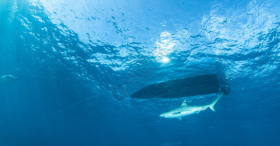加勒比珊瑚礁鲨鱼生活旅行蓝色热带野生动物荒野危险捕食者海洋动物图片