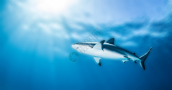 加勒比珊瑚礁鲨鱼荒野潜水运动礁鲨捕食者生活野生动物蓝色动物海洋图片