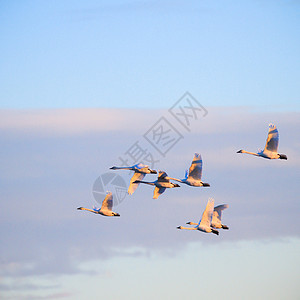 鸟类飞行翅膀自由航班太阳荒野蓝色编队动物群团体图片