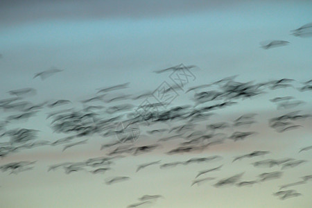 鸟类墙纸自由蓝色飞行季节太阳生活运动天空日落图片
