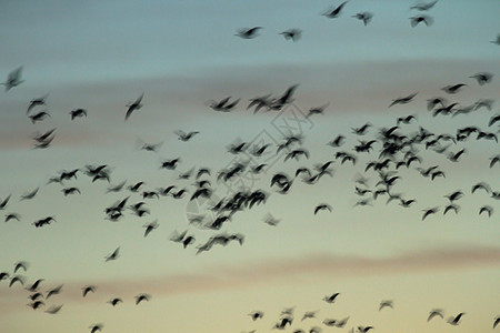 鸟类团体天空荒野翅膀生活太阳航班蓝色羽毛墙纸图片