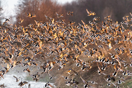 鸟类生活动物太阳飞行季节墙纸荒野自由蓝色天空图片