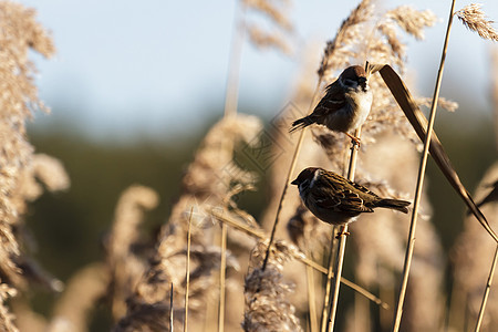 鸟类编队野生动物动物蓝色天空墙纸日落季节荒野翅膀图片