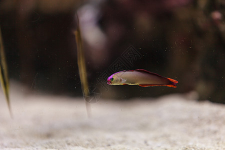 紫冠消防鱼 内甲不列奥特里斯海鱼水族馆装饰线观赏鱼珊瑚礁海洋热带鱼热带图片