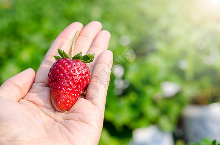 人类手中的新鲜草莓背景图片