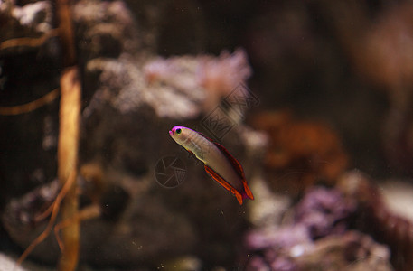 紫冠消防鱼 内甲不列奥特里斯海鱼观赏鱼海洋水族馆热带鱼热带装饰线珊瑚礁图片