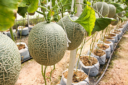 农场的瓜类有机产品绿色白色花园收成场地植物叶子水果温室食物图片