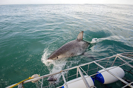 大白鲨鱼大白鲨捕食者潜水热带蓝色海洋荒野危险动物生活图片