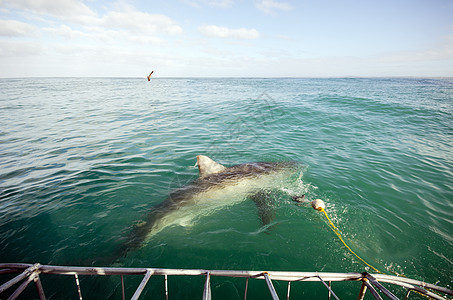 大白鲨鱼潜水热带蓝色动物荒野生活海洋旅行大白鲨珊瑚图片