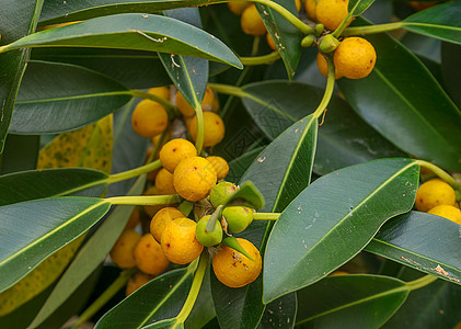 澳大利亚土著土著小叶子树状纤维倾斜树叶绿色黄色水果背景图片